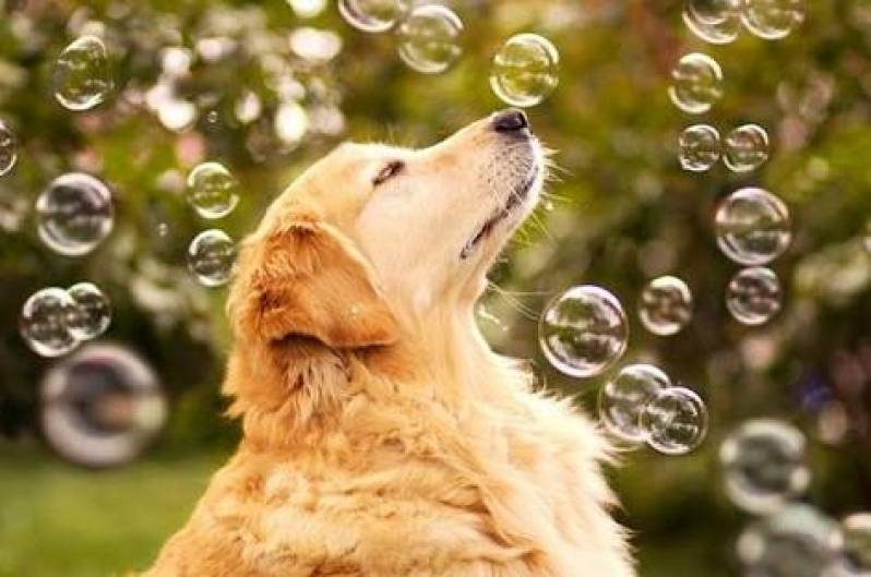 Cursos para Adestrar Cachorros Carapicuíba - Adestramento de Cachorro da Raça Golden Retriever