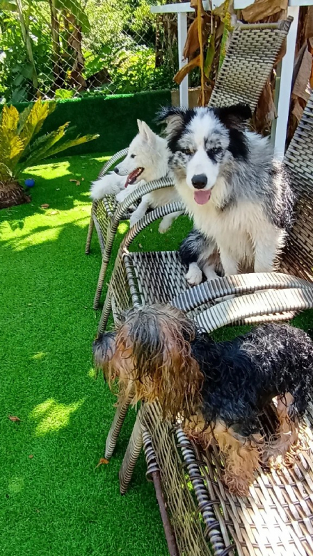 Day Care Cachorros Contato Rio Pequeno - Creche para Cachorro Perto de Mim Itapevi
