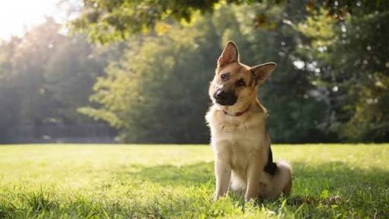 Day Care Canino Cotia - Spa de Cachorro