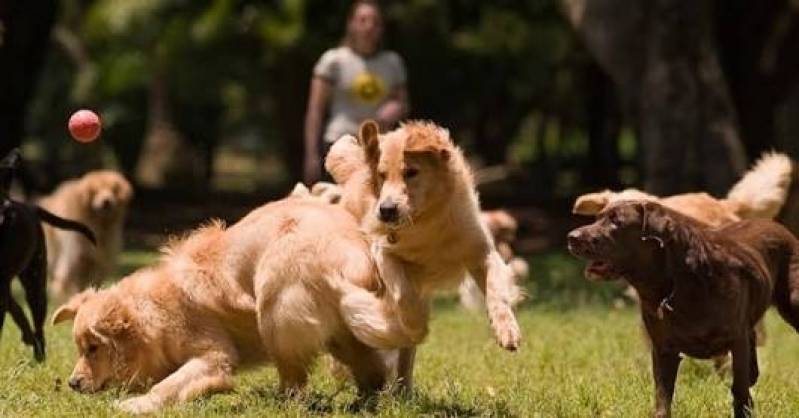 Day Care de Cachorros Alphaville - Hotel com Day Care