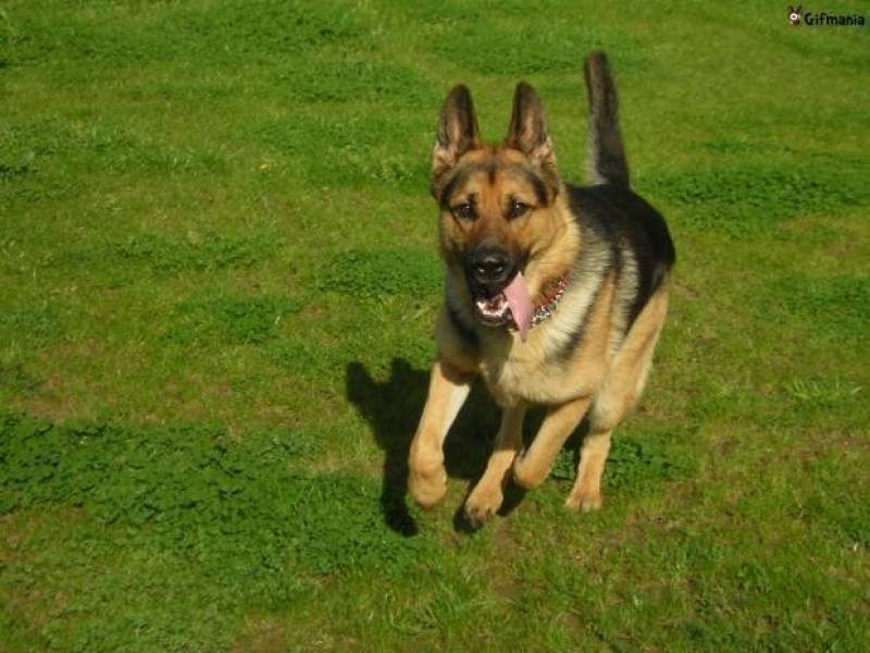 Day Care para Cães em SP Barueri - Day Care Canino