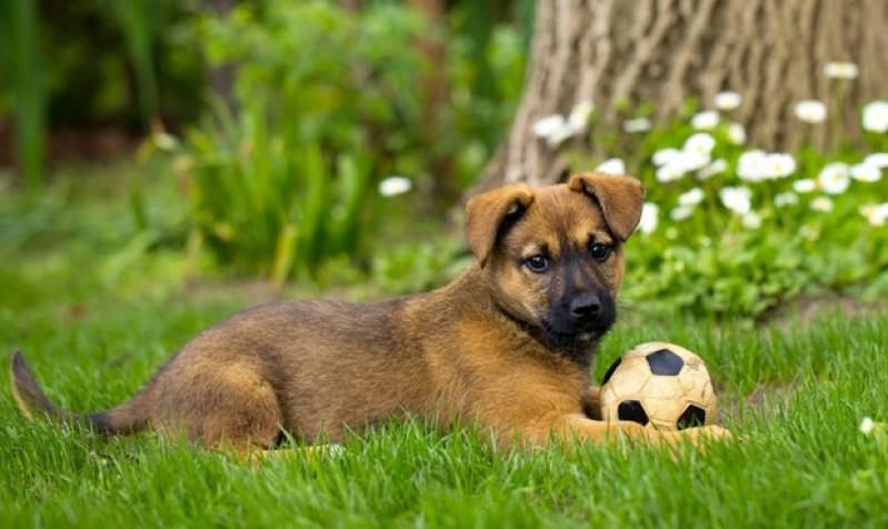 Day Care para Cães Carapicuíba - Spa Canino