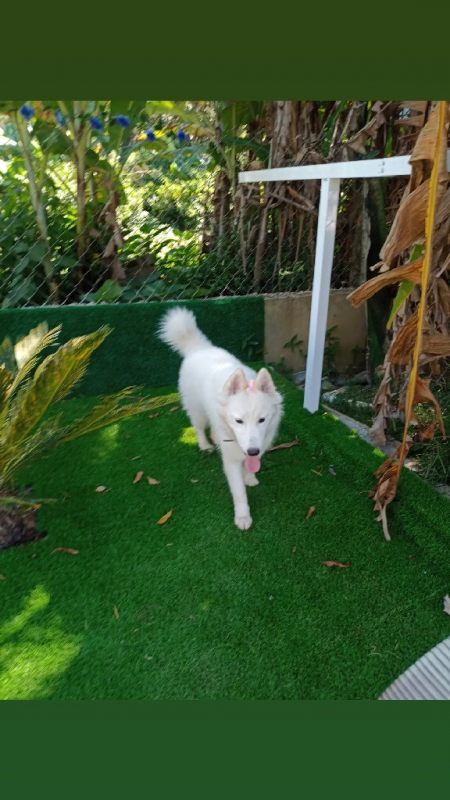 Daycare para Cachorro Aldeia da Serra - - Daycare para Cachorro Jandira