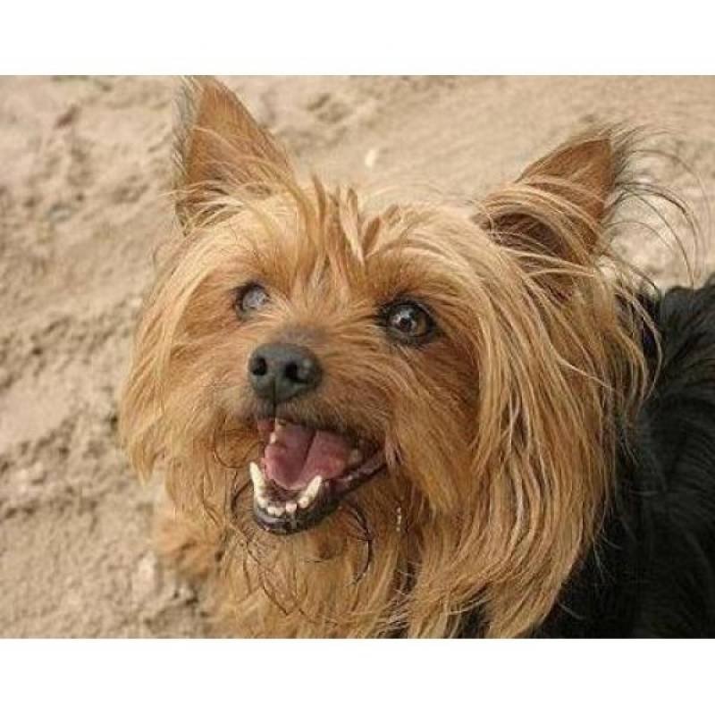 Detetive de Cachorro Perdido Higienópolis - Detetive com Cães Farejadores em Sp