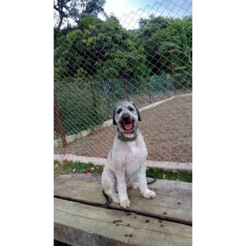Detetive para Resgatar Cães Perdidos Preço Vila Madalena - Encontrar Cachorro Perdido com Cão Farejador