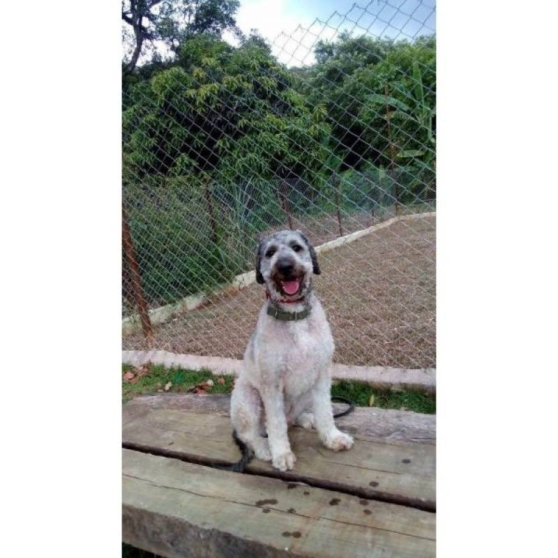 Detetive para Resgatar Cães Perdidos Preço Itapevi - Detetive de Cachorro com Cão Farejador