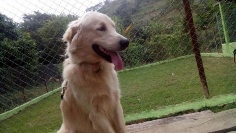 Detetive para Resgatar Cães Perdidos Morumbi - Detetive de Cachorro com Cão Farejador