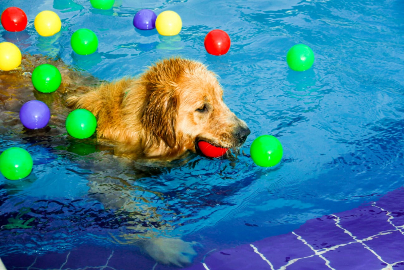 Empresa de Adestramento de Cachorros Itapevi - Adestrar Cachorro Golden Retriever