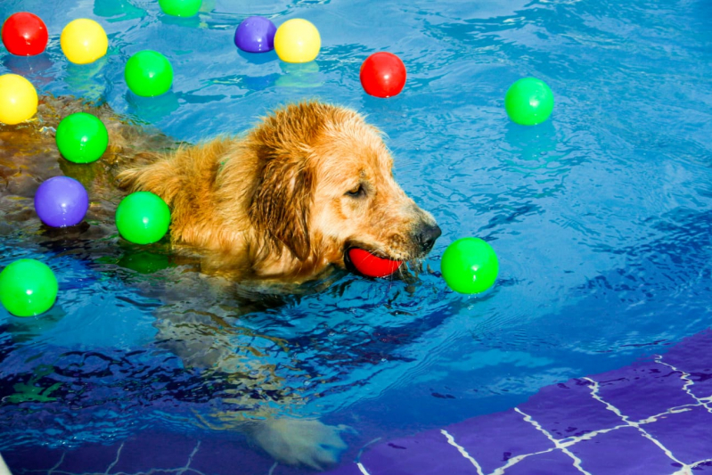 Empresa de Adestramento de Cachorros Carapicuíba - Adestrar Cachorro Golden Retriever