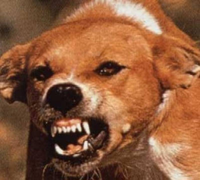 Empresa de Adestramento de Cães Golden Retriever Tamboré - Adestrador de Cães de Guarda