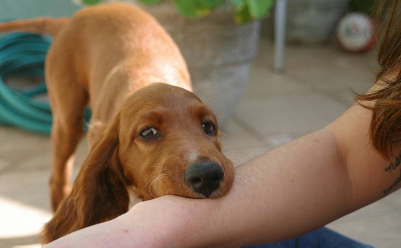 Empresa de Adestramento de Cães Rio Pequeno - Adestramento de Cães Profissional