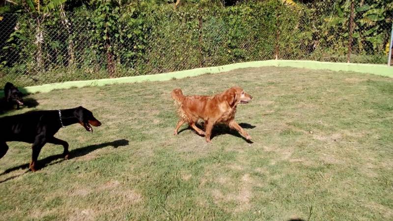 Empresa de Aluguel de Cães de Segurança Bom Retiro - Cão de Segurança de Aluguel