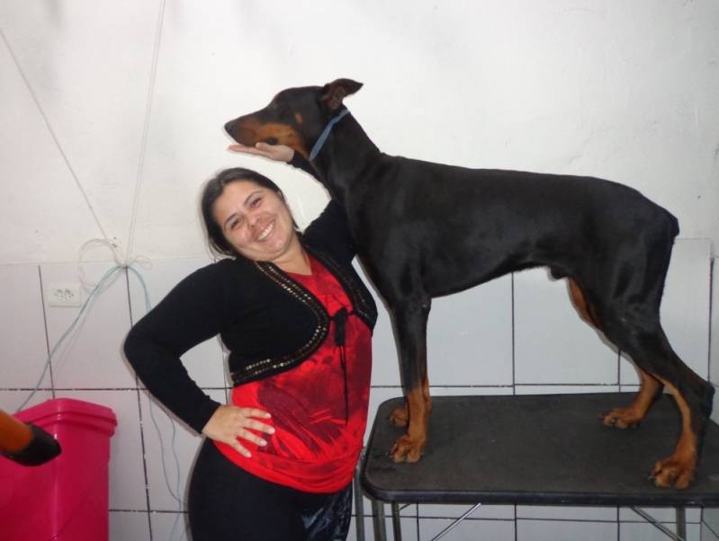 Empresa de Cães de Segurança Barueri - Segurança com Cães Adestrados