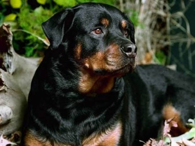 Empresa de Locação de Cachorro de Segurança Alphaville - Locação de Cachorro Segurança