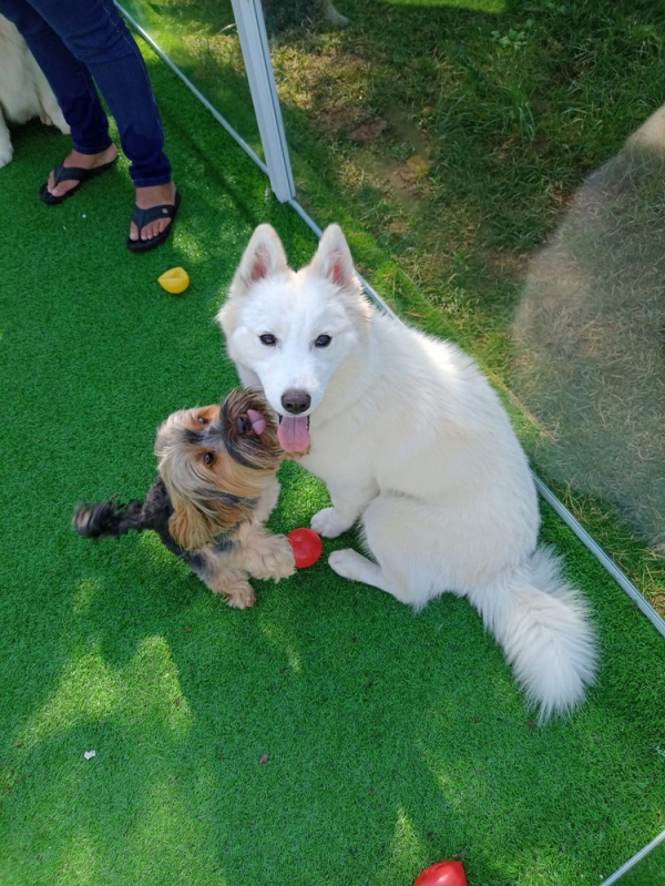 Empresa de Treinamento Modalidade Internato para Cães Granja Viana - Treinamento Modalidade Internato para Cães Barueri