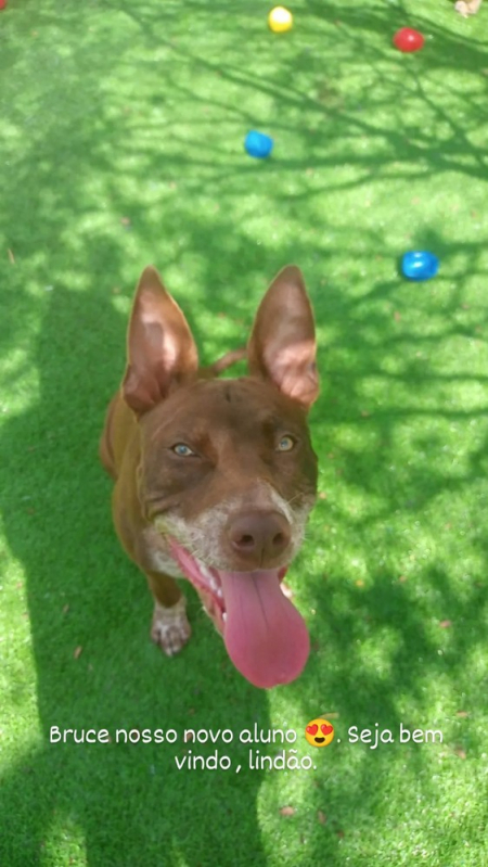 Empresa Que Faz Treinamento Cão de Guarda Bom Retiro - Treinamento de Cães Farejadores Higienópolis