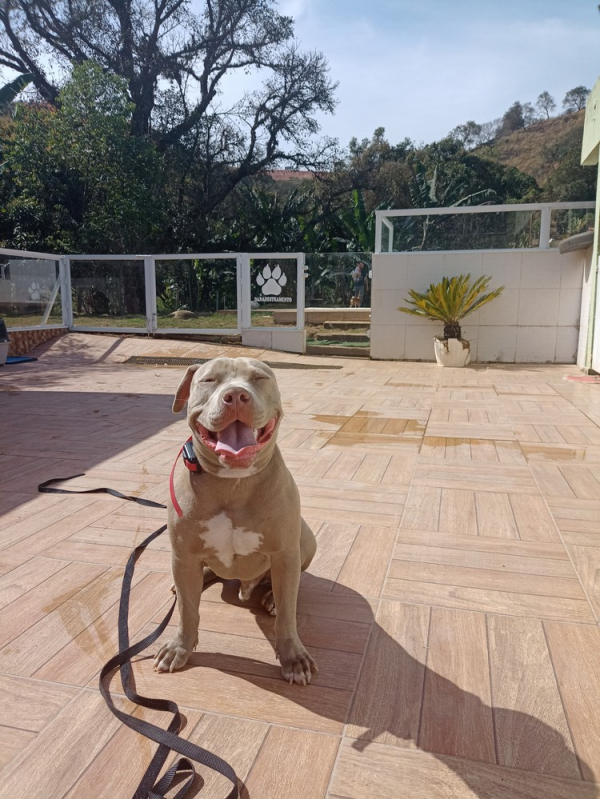 Empresa Que Faz Treinamento de Cães Farejadores Alto da Lapa - Treinamento Intensivo para Cão de Guarda Barueri