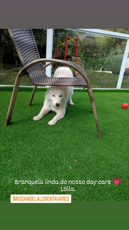 Empresa Que Faz Treinamento Intensivo para Cachorro Carapicuíba - Treinamento de Cães Farejadores Higienópolis