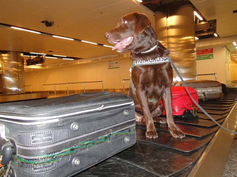 Empresas de Adestramento de Cachorro em SP Rio Pequeno - Adestramento Show Dog