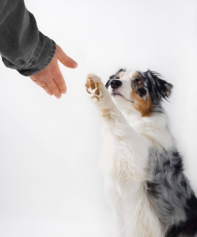 Empresas de Adestramento de Cães Cotia - Serviços para Adestrar Cães