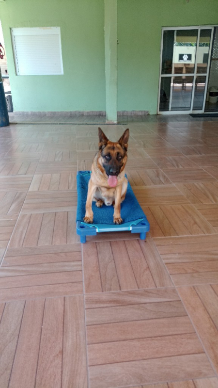 Escolinha para Cachorros Rio Pequeno - Creche para Pets Jandira