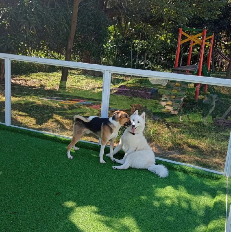 Escolinha para Cães Contato Rio Pequeno - Creche para Cachorros Barueri