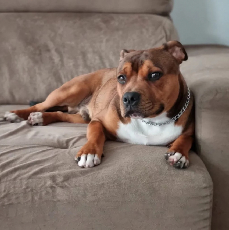Escolinha para Cães Santana de Parnaíba - Creche e Hotel para Cachorro Barueri