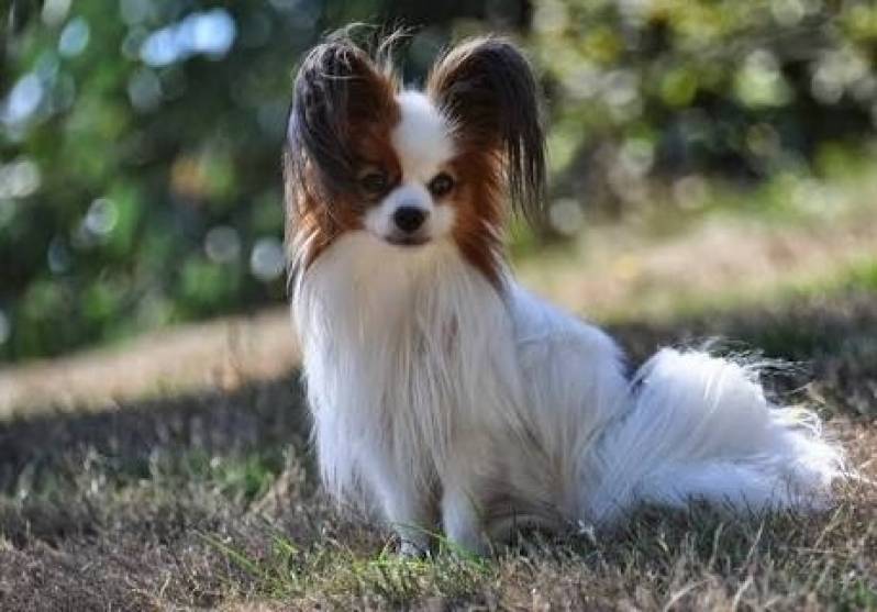 Espaço Creche para Cães Raposo Tavares - Creche de Cachorro