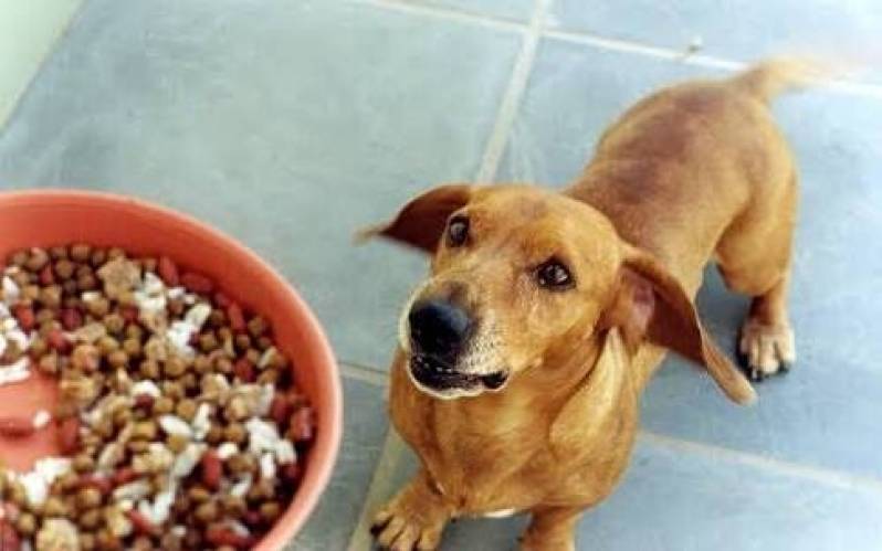 Espaço Day Care em SP Aldeia da Serra - - Day Care de Cachorro