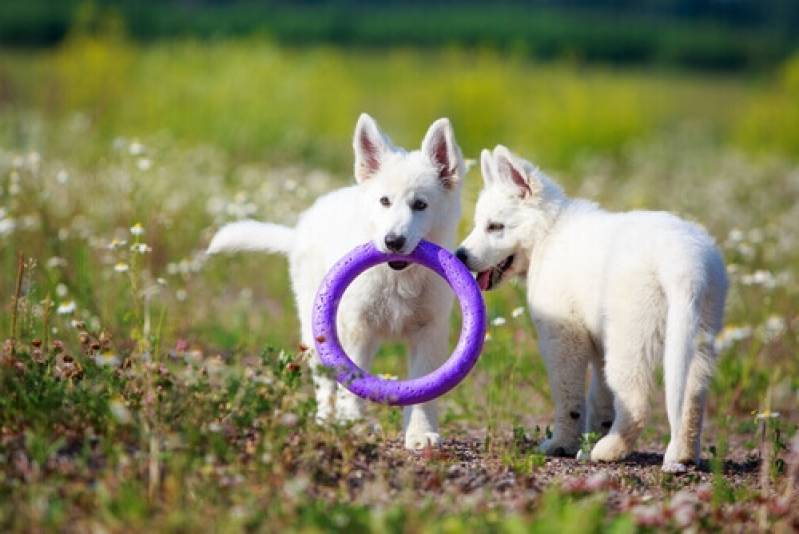 Espaços com Day Care Vila Olímpia  - Day Care de Cães