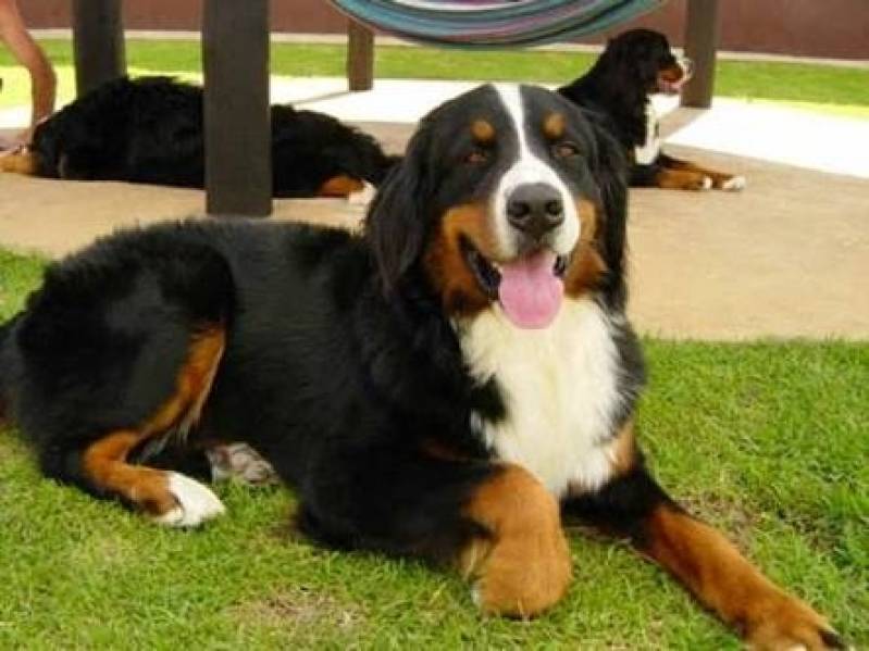 Especialista de Encontrar Cachorro Perdido Valor Morumbi - Encontrar Cachorro com Cães Farejadores