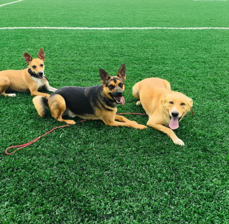 Nossos Cãolovers
