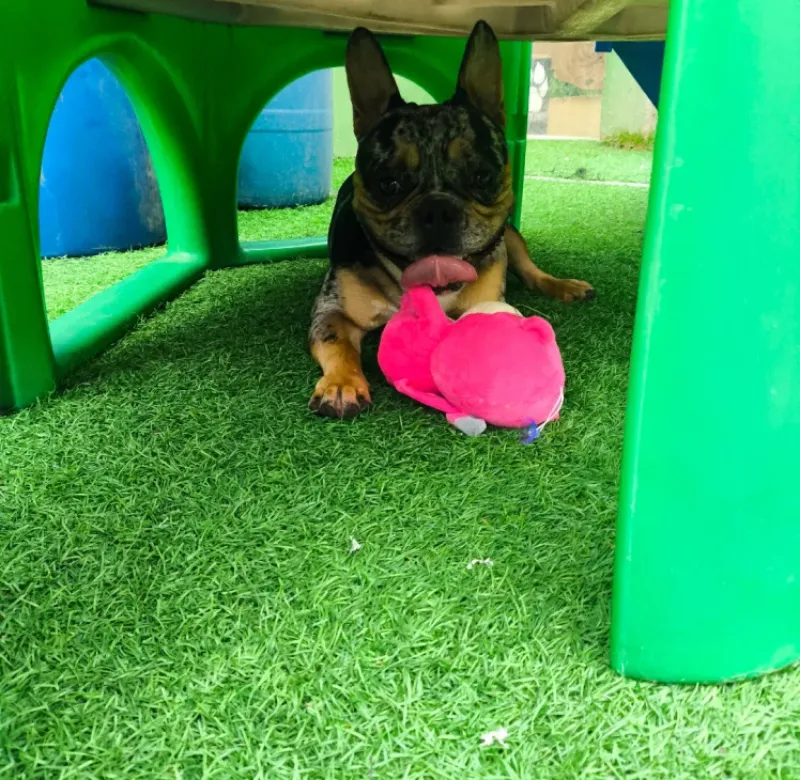 Nossos Cãolovers