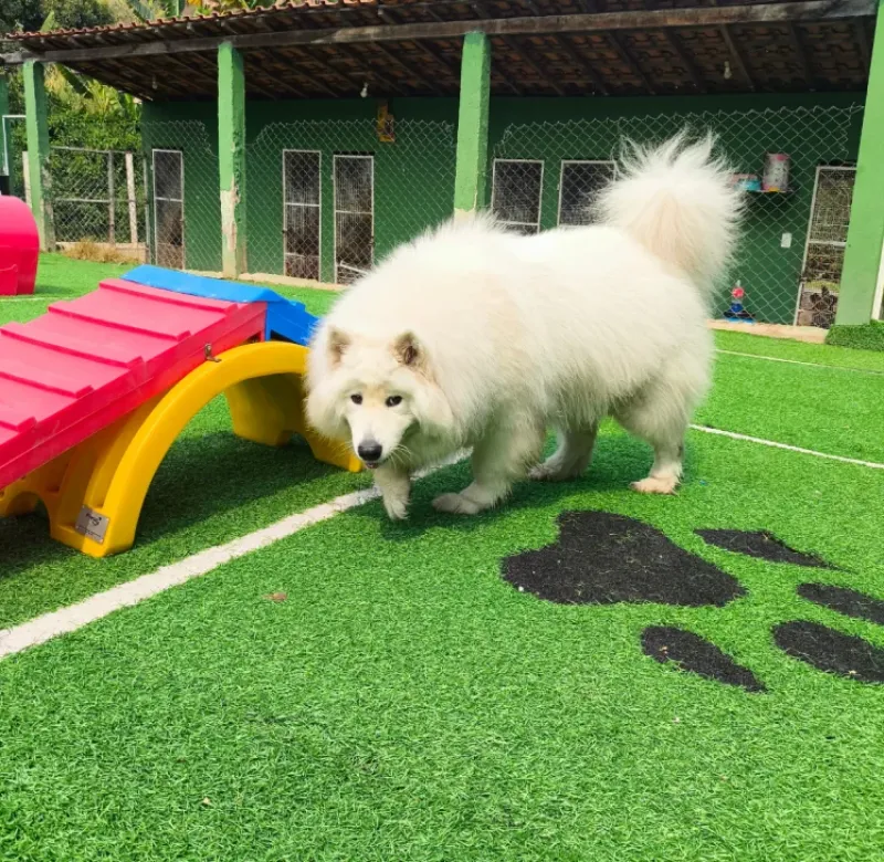 Nossos Cãolovers