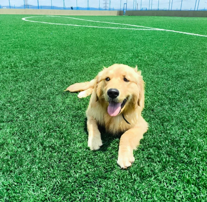 Nossos Cãolovers