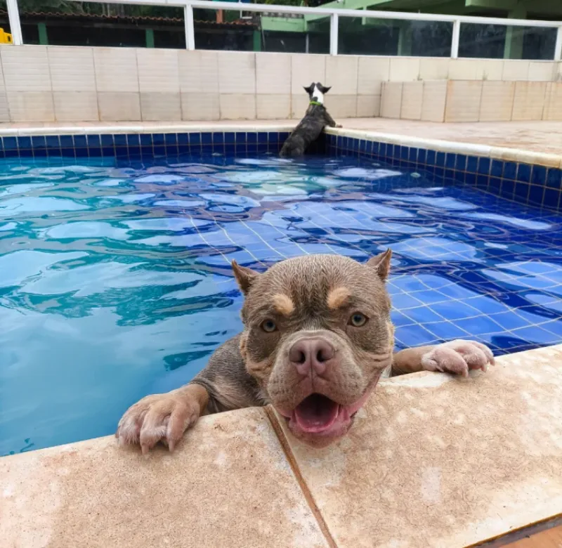 Nossos Cãolovers