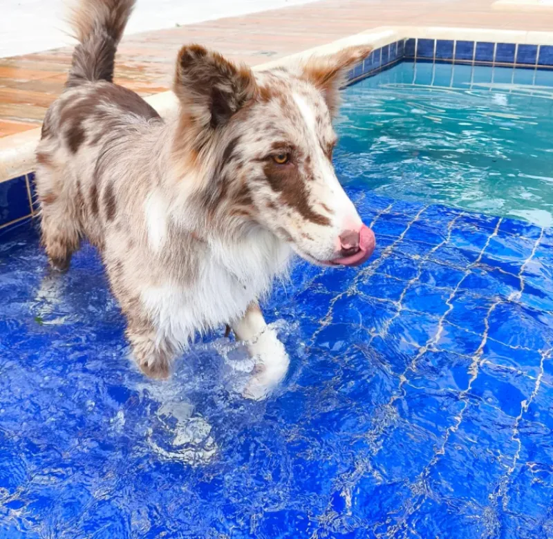 Nossos Cãolovers