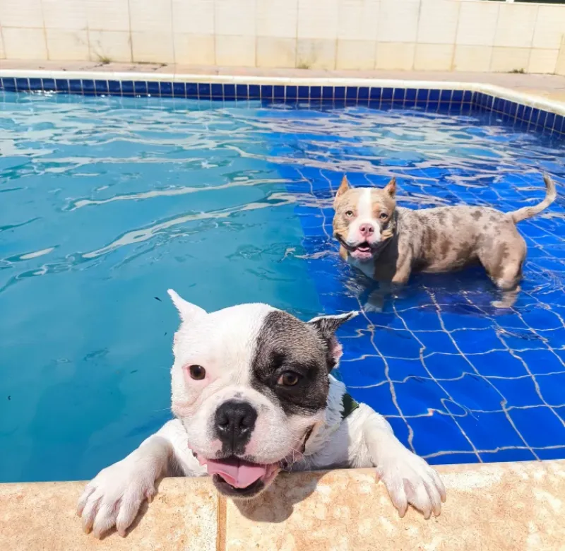 Nossos Cãolovers
