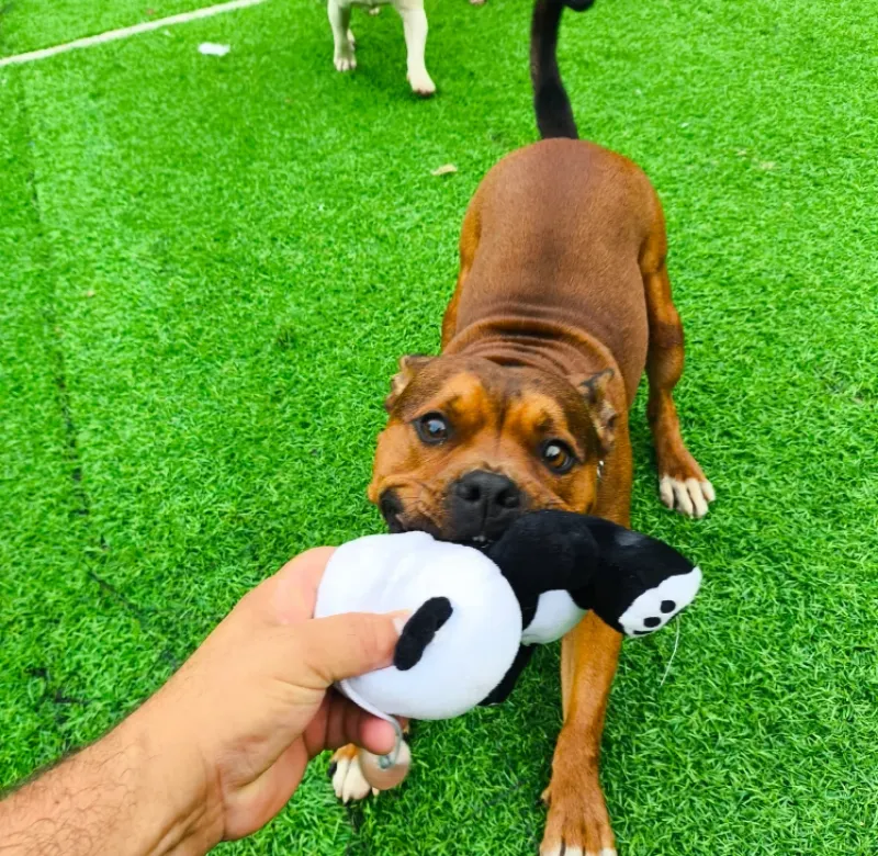 Nossos Cãolovers