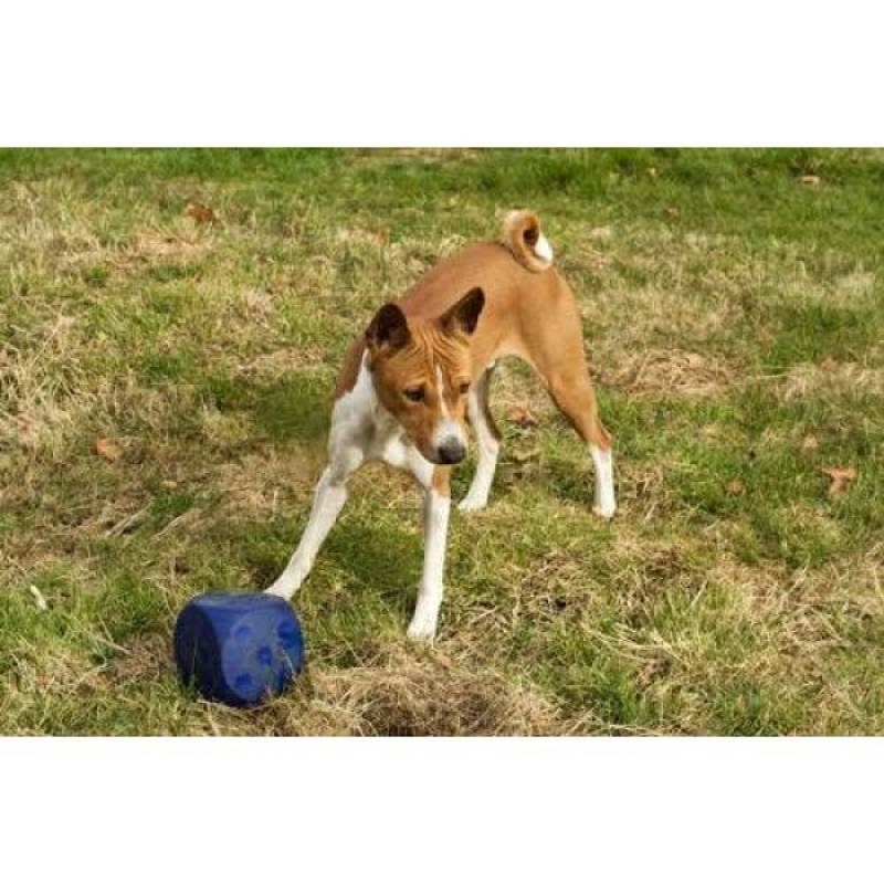 Hospedagem de Cães Valor Aldeia da Serra - - Hotel de Cão em Itapevi