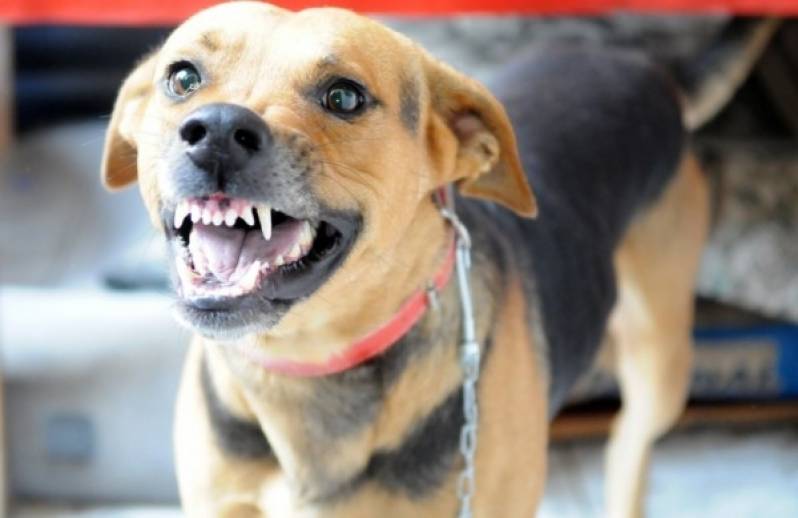 Hospedagem para Cão Bravo em Sp Cotia - Day Care de Cão Bravo