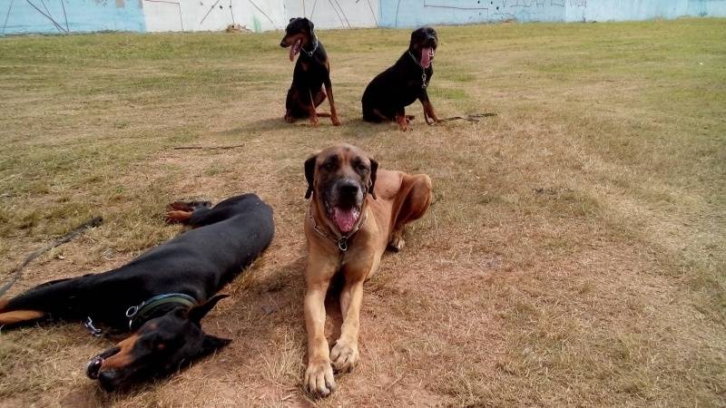 Hospedagem para Cão Bravo Vila Madalena - Hotelzinho de Cães