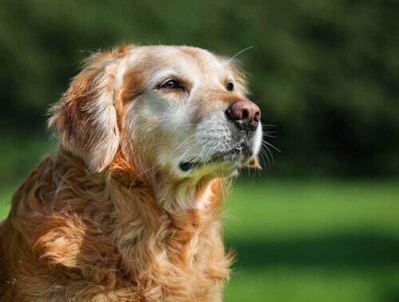Hospedagem para Golden em Sp Higienópolis - Day Care de Cão Bravo