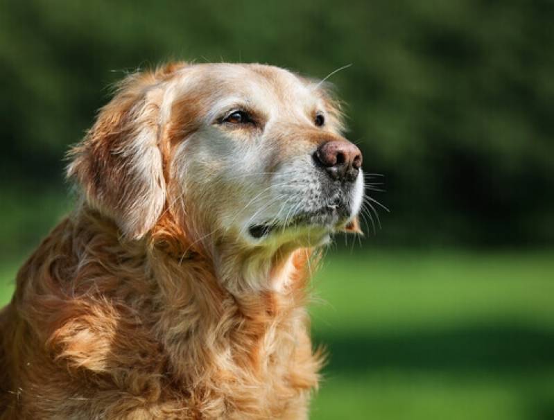 Hospedagem para Golden em Sp Butantã - Hospedagem para Cão Bravo