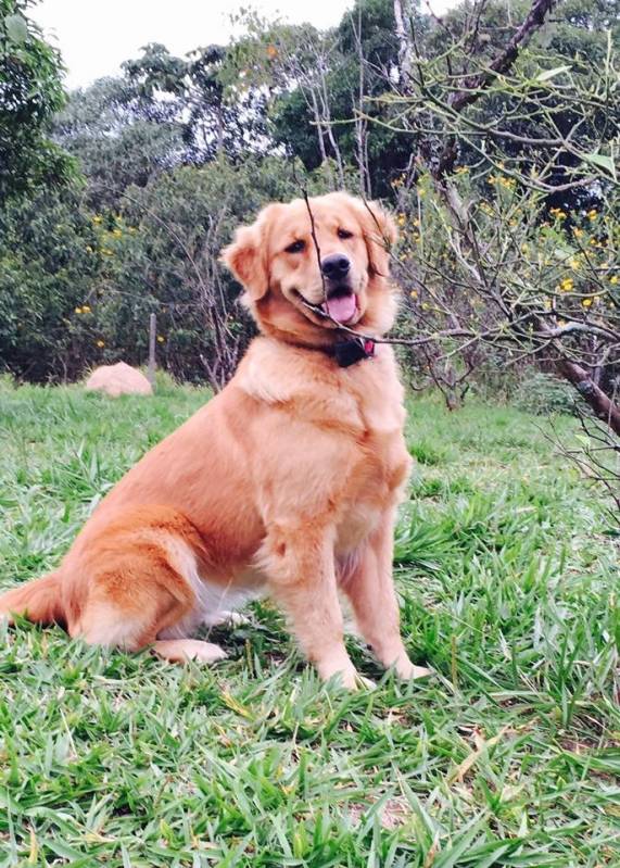 Hospedagem para Golden Osasco - Hotelzinho de Cachorro com Atividades Físicas