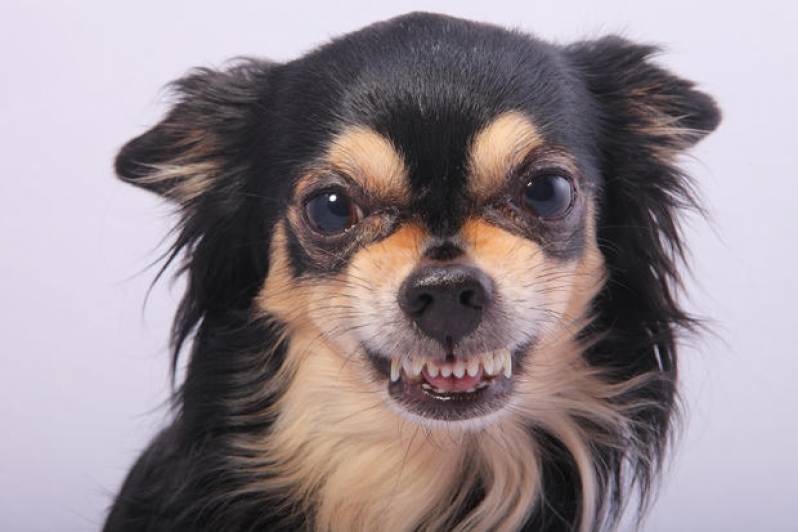 Hospedagens para Cão Bravo Osasco - Hotelzinho de Cachorro com Agility