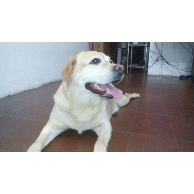 Hotéis Cães Valor Vila Madalena - Hotel para Cão