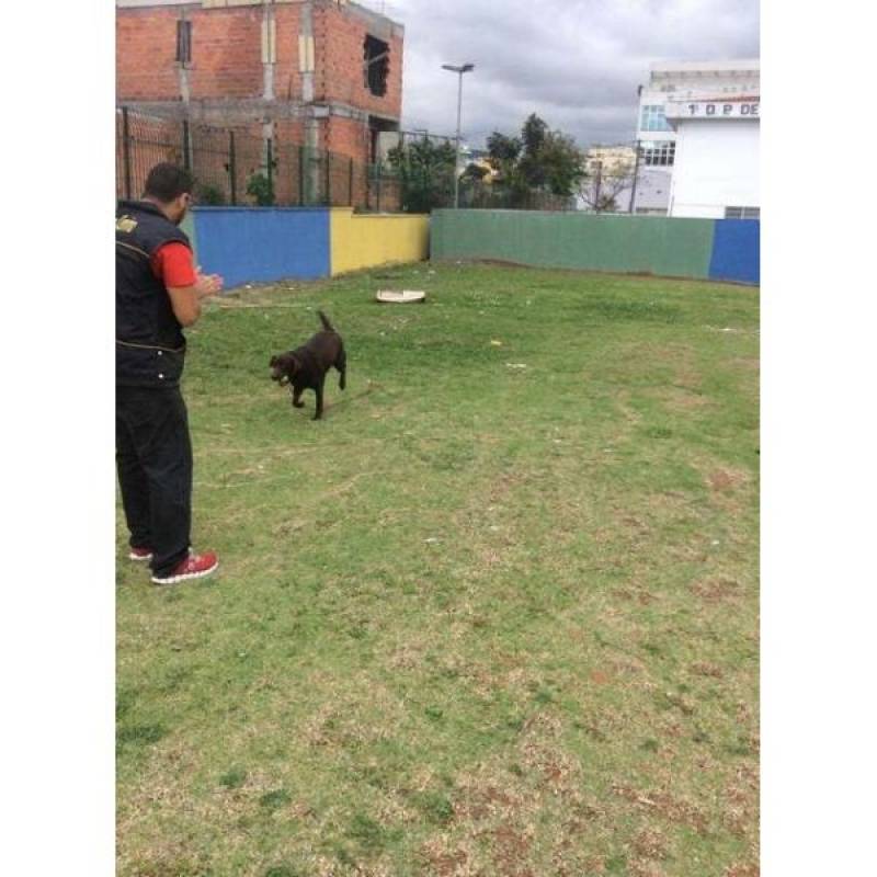 Hotéis Cães Butantã - Hotel de Cão em São Paulo