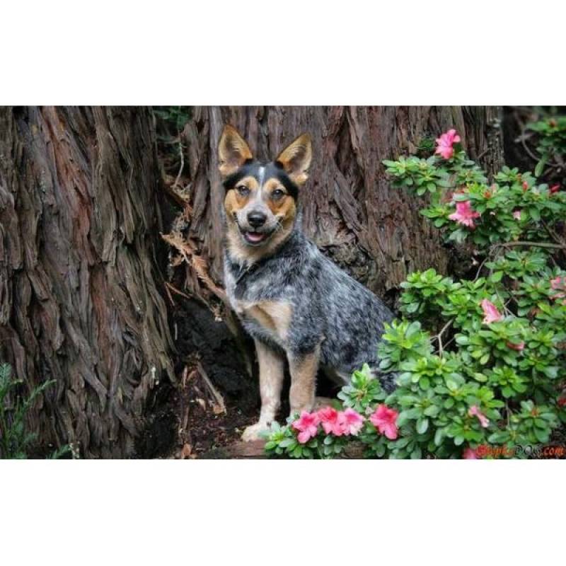 Hotéis Cão Valor Jardim Bonfiglioli - Hotel de Cão em São Paulo