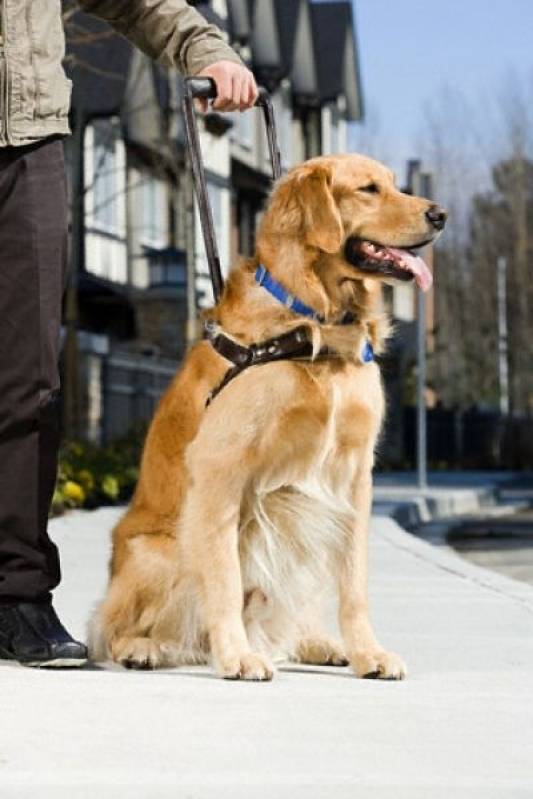 Hotéis de Cachorros Preço Butantã - Hotéis de Cachorro